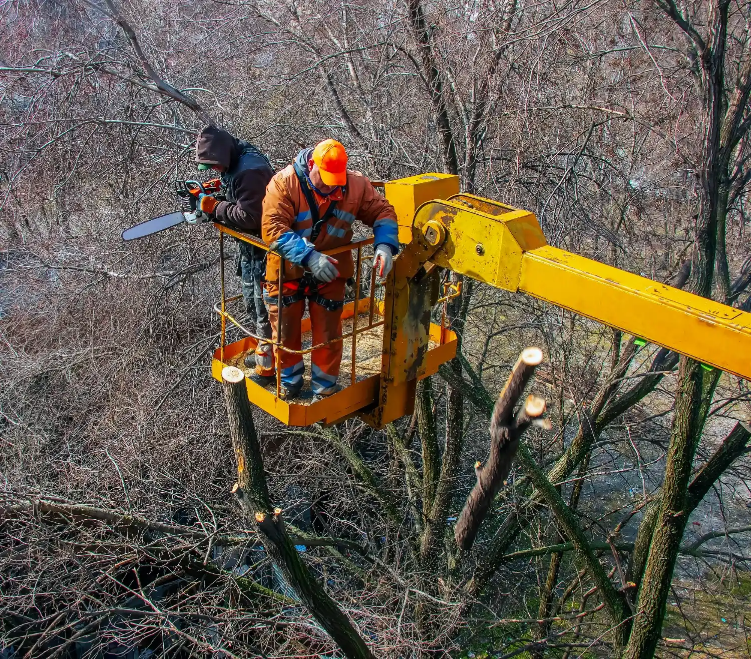 Crew Using an Aerial Lift for a Safer Cut
