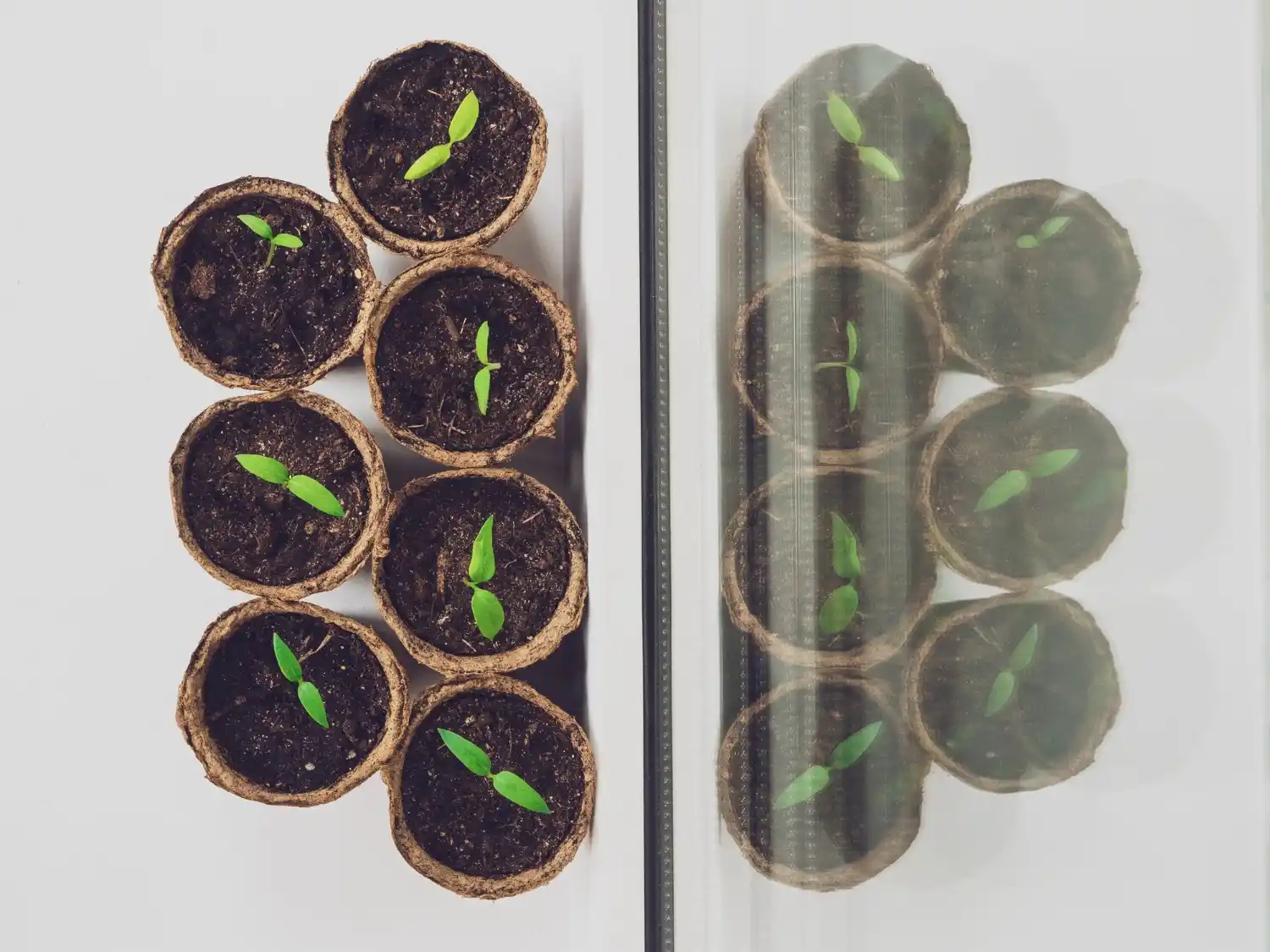 Seedlings growing in soil pots, the soil side of hydroponics vs soil growing: which is better.