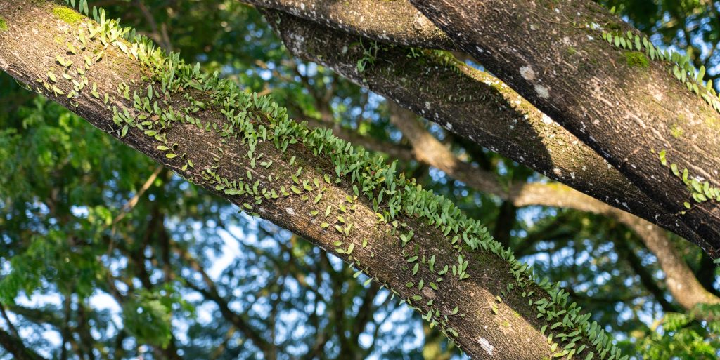 Pyrrosia Fern climbing tree in Sarawak, Malaysia (Malaysian Born Dense climbing vines wrapped tightly around the trunk and upper branches of a large mature tree in a natural wooded setting