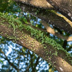 Dense climbing vines wrapped tightly around the trunk and upper branches of a large mature tree in a natural wooded setting