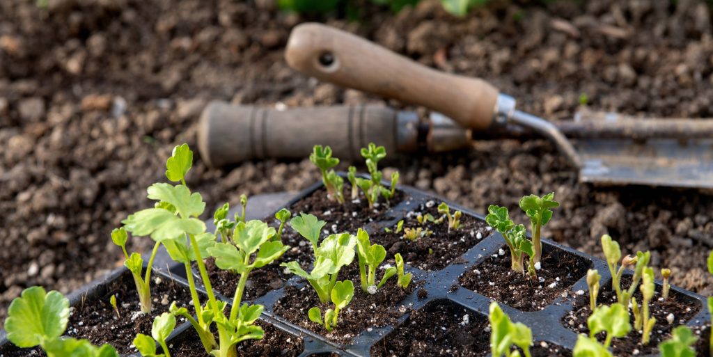 Flower bed with garden planting tools and seedling tray full of young sprouting Ranunculus plants, Persian buttercup ranunculus.