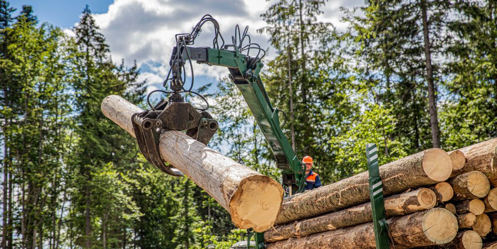 Tree service business crew operating chainsaws and climbing equipment to remove or trim a large tree at a property