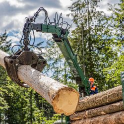 Tree service business crew operating chainsaws and climbing equipment to remove or trim a large tree at a property