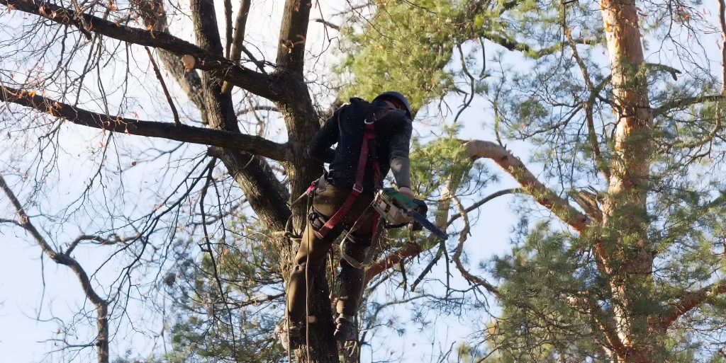 A man saws branches at a height climbing a tree
