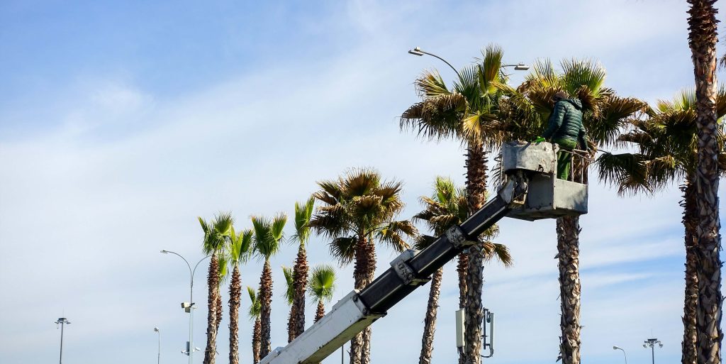 The man on the crane cuts off palm trees