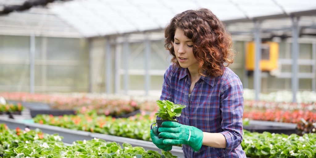 happy female nursery worker trimming plants in greenhouse Plant nursery worker carefully tending to rows of potted seedlings and young plants in an outdoor commercial nursery setting