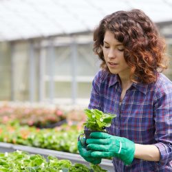 Plant nursery worker carefully tending to rows of potted seedlings and young plants in an outdoor commercial nursery setting