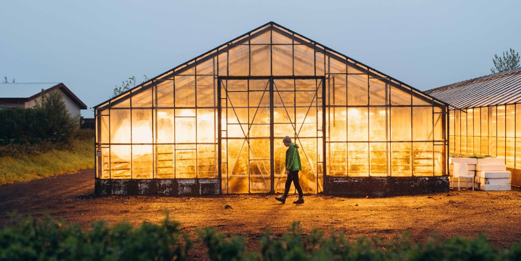 the greenhouse glows with yellow light in the supper. The guy is