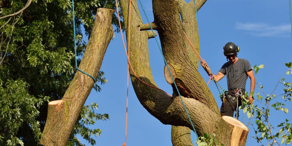 Arborist dismantling tree, holding log with ropes