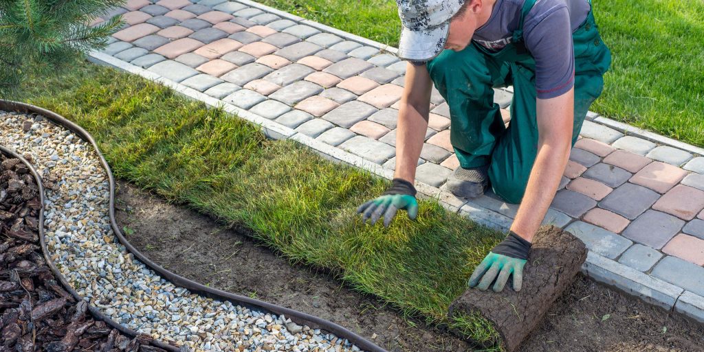 Gardener applying turf rolls in the backyard