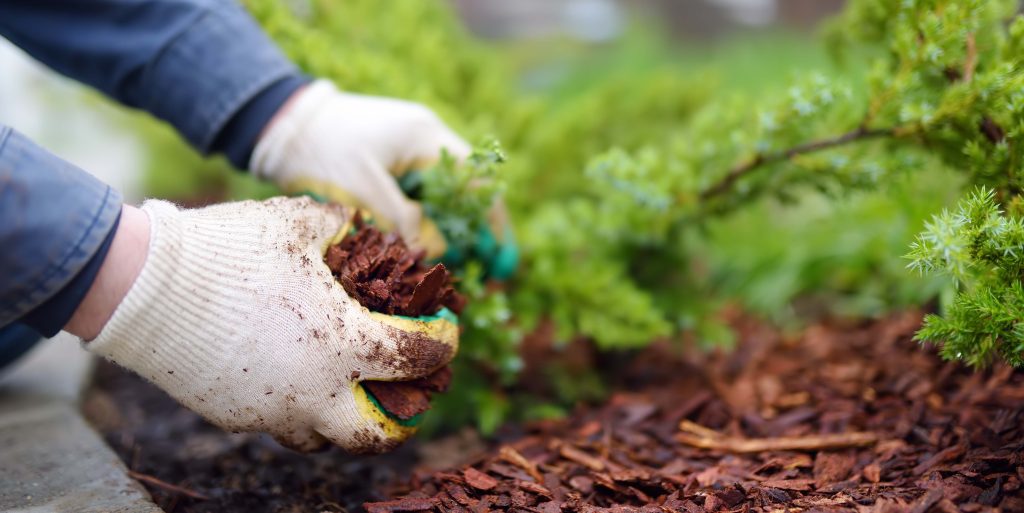 Gardener mulching with pine bark juniper plants in the yard. Seasonal works in the garden. Landscape design.
