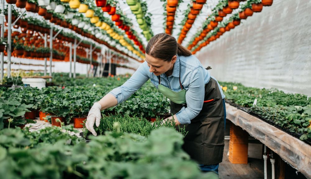 Garden center employee helping a customer choose plants among colorful flowers and green foliage on retail display