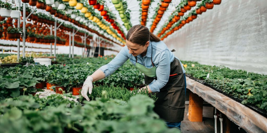Happy and positive young adult woman working in greenhouse and e Garden center employee helping a customer choose plants among colorful flowers and green foliage on retail display