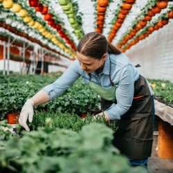 Garden center employee helping a customer choose plants among colorful flowers and green foliage on retail display