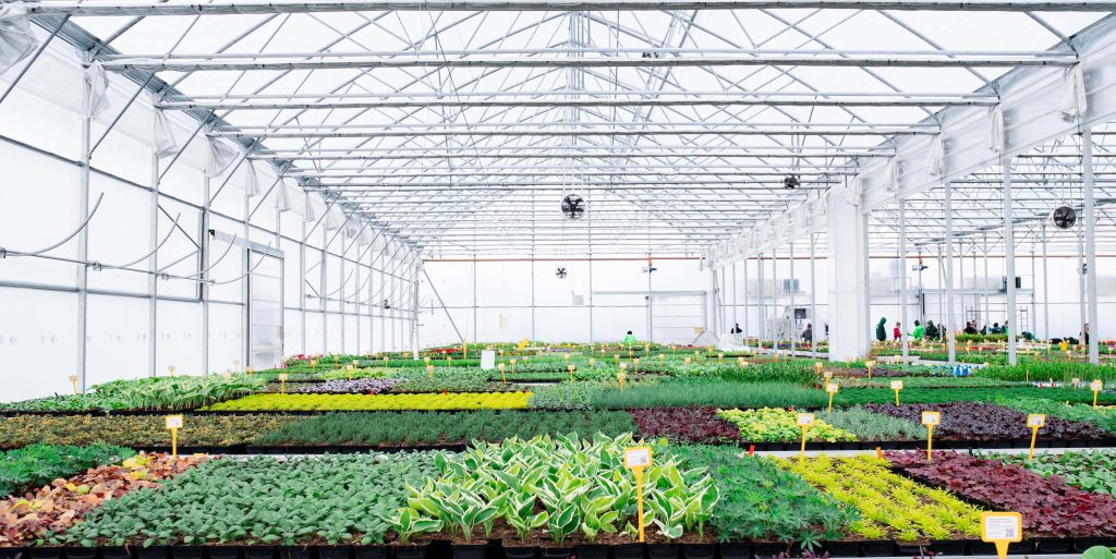 Various potted plants and flowers in greenhouse in garden center, small business. Greenhouse worker wearing safety equipment carefully tending to rows of healthy plants inside a large commercial growing facility