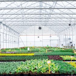 Greenhouse worker wearing safety equipment carefully tending to rows of healthy plants inside a large commercial growing facility