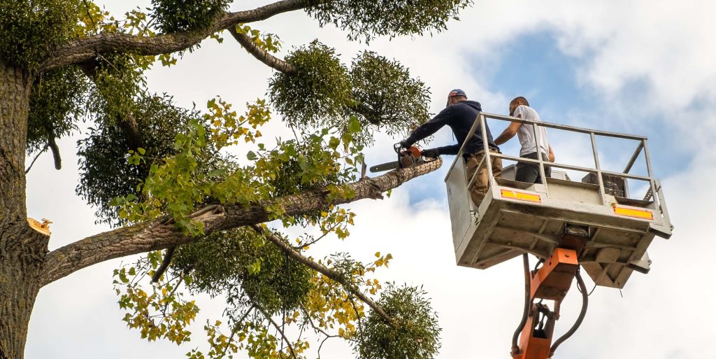 Two male service workers cutting down big tree branches with cha