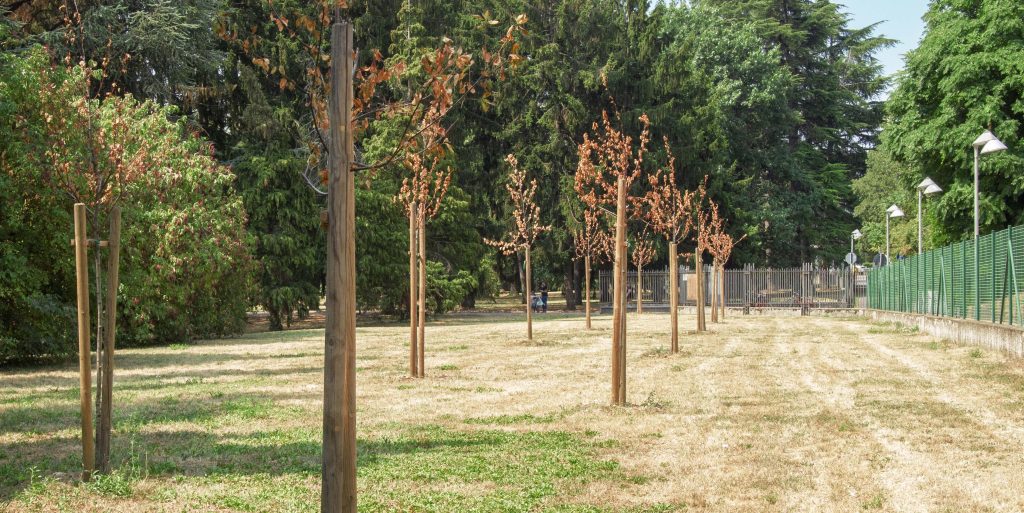dead trees from heat and drought. Metropolitan city of Milan, su