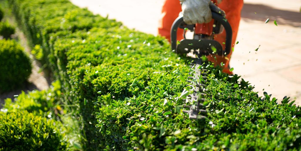 Home and garden concept. Hedge trimmer in action. Shrub trimming