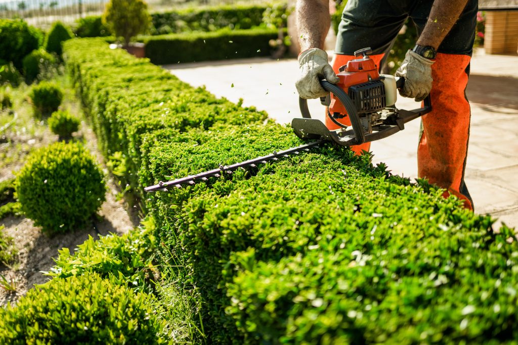 Home and garden concept. Hedge trimmer in action. Shrub trimming