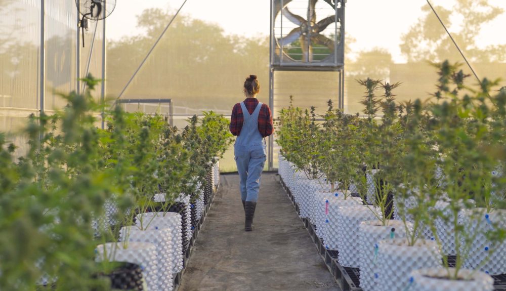 Thriving outdoor hemp farm with long rows of tall green hemp plants growing vigorously under bright summer sunlight