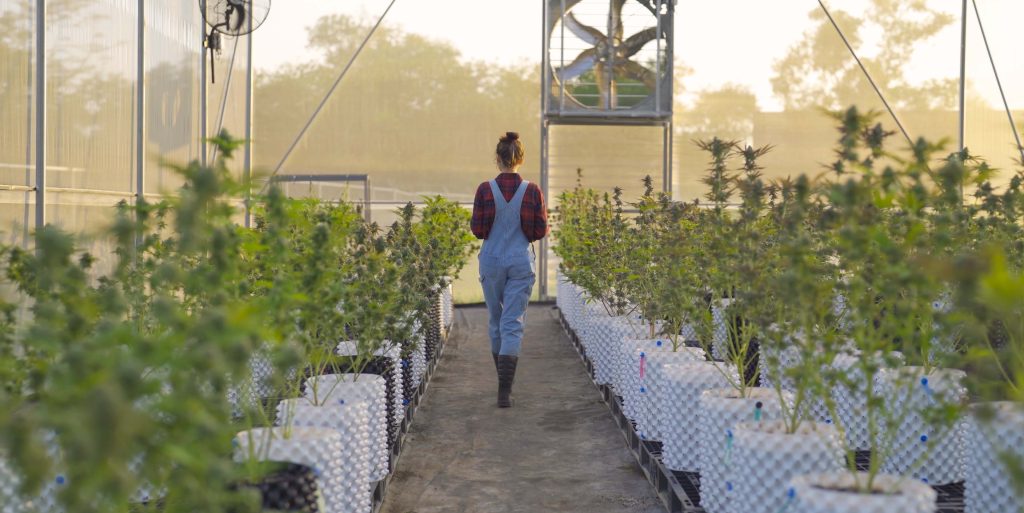 A woman worker working in outdoor marijuana field, hemp or cannabis plant flower leaves farm lab. Product in laboratory in medical, healthcare, research. Natural food. Ganja narcotic weed. People Thriving outdoor hemp farm with long rows of tall green hemp plants growing vigorously under bright summer sunlight