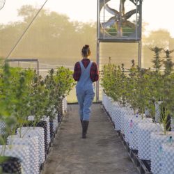 Thriving outdoor hemp farm with long rows of tall green hemp plants growing vigorously under bright summer sunlight