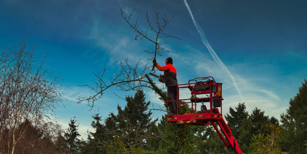 Pruner on cherry picker cutting tree in the air