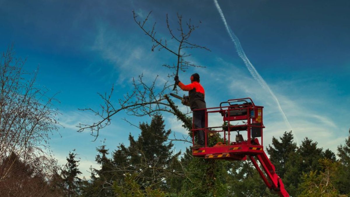 The Balancing Act: Ensuring Safe and Efficient Utility Line Clearance