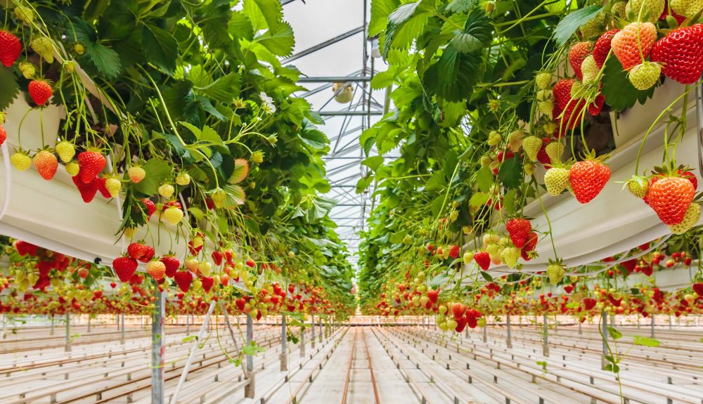 Interior of a commercial greenhouse filled with neatly arranged rows of flowering plants and green crops under bright light
