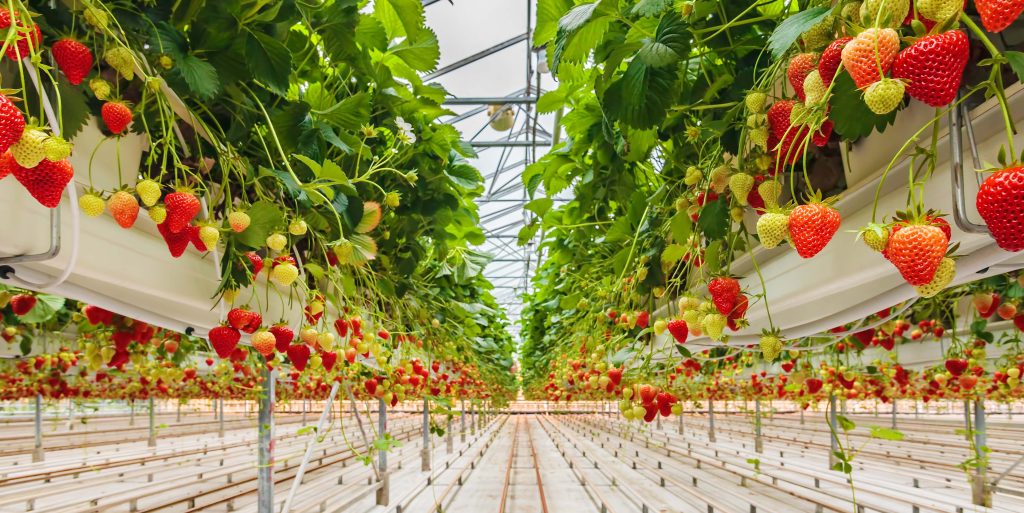 Strawberries growing in a greenhouse Interior of a commercial greenhouse filled with neatly arranged rows of flowering plants and green crops under bright light