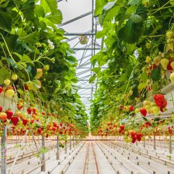 Interior of a commercial greenhouse filled with neatly arranged rows of flowering plants and green crops under bright light