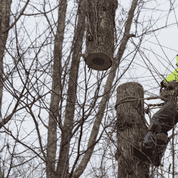 Arborist practicing crane safety by using a choker and sling