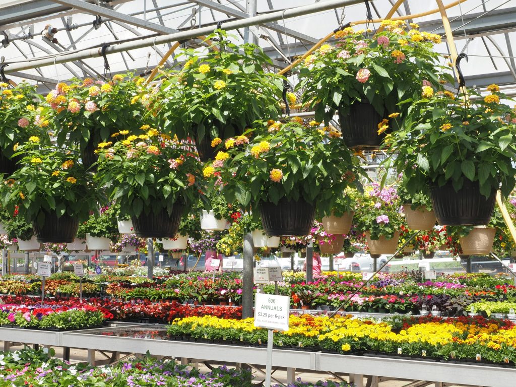 Blog 3 image Exterior view of a large commercial greenhouse with glass or polycarbonate panel walls enclosing a major crop operation