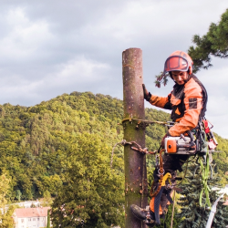 A tree care worker wearing protective gear and a helmet stands secured with climbing equipment on a tall tree trunk, holding a chainsaw, with a forested hillside and cloudy sky in the background.