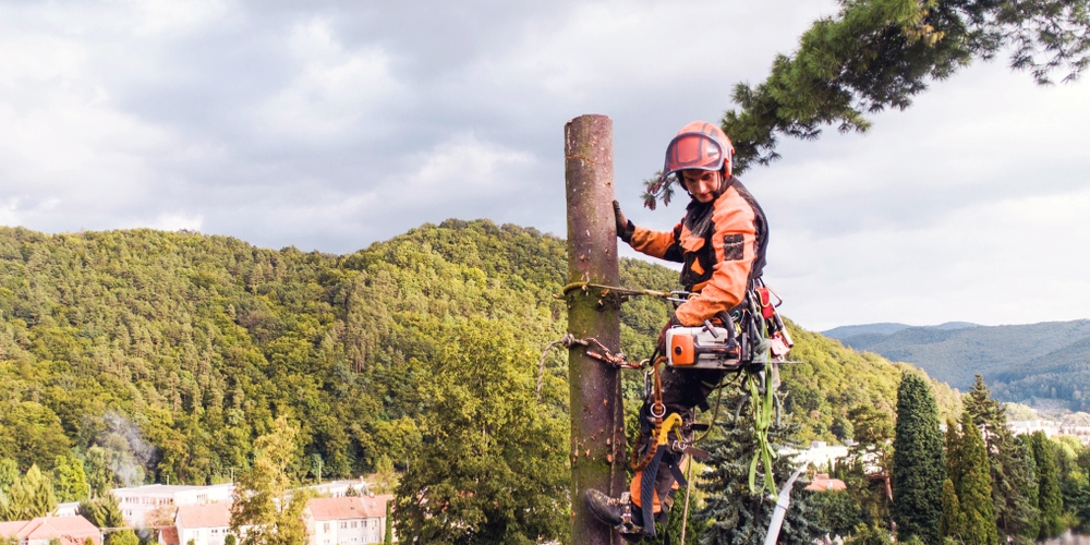 Blog-Image-Crop-1000x500 (12) A tree care worker wearing protective gear and a helmet stands secured with climbing equipment on a tall tree trunk, holding a chainsaw, with a forested hillside and cloudy sky in the background.