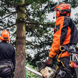 Arborist in full protective gear trimming a large tree, highlighting NIP Group's specialty tree service insurance programs