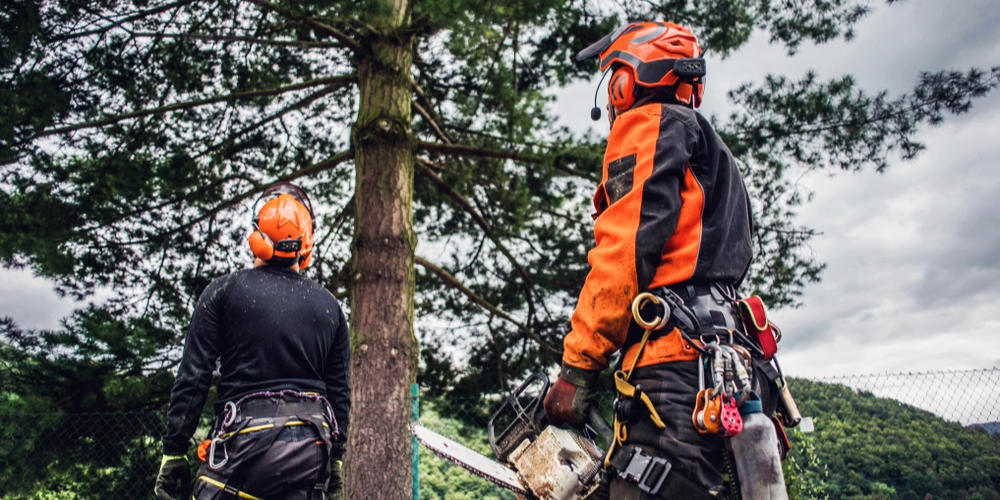 Blog-Image-Crop-1000x500 (17) Arborist in full protective gear trimming a large tree, highlighting NIP Group's specialty tree service insurance programs