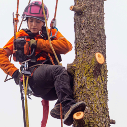 Female arborist wearing safety gear and climbing equipment, secured by ropes while using a chainsaw to remove sections of a tree.