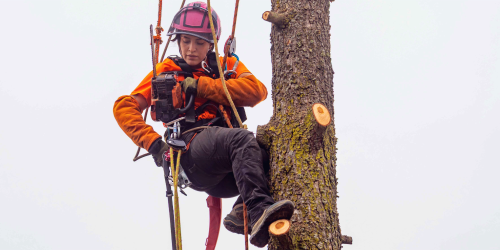 Femal-Arborist-Blog-Image-Crop-1000x500 Female arborist wearing safety gear and climbing equipment, secured by ropes while using a chainsaw to remove sections of a tree.