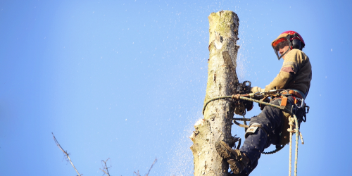 Blog-Image-Crop-1000x500 - September 05, 2025 at 10.16.33 (1) (5) Arborist using a chainsaw to remove the top section of a tree while secured with ropes and climbing equipment.