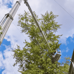 Arborist in crane needs tree service insurance for risky work