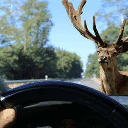 Deer related collisions with vehicle
