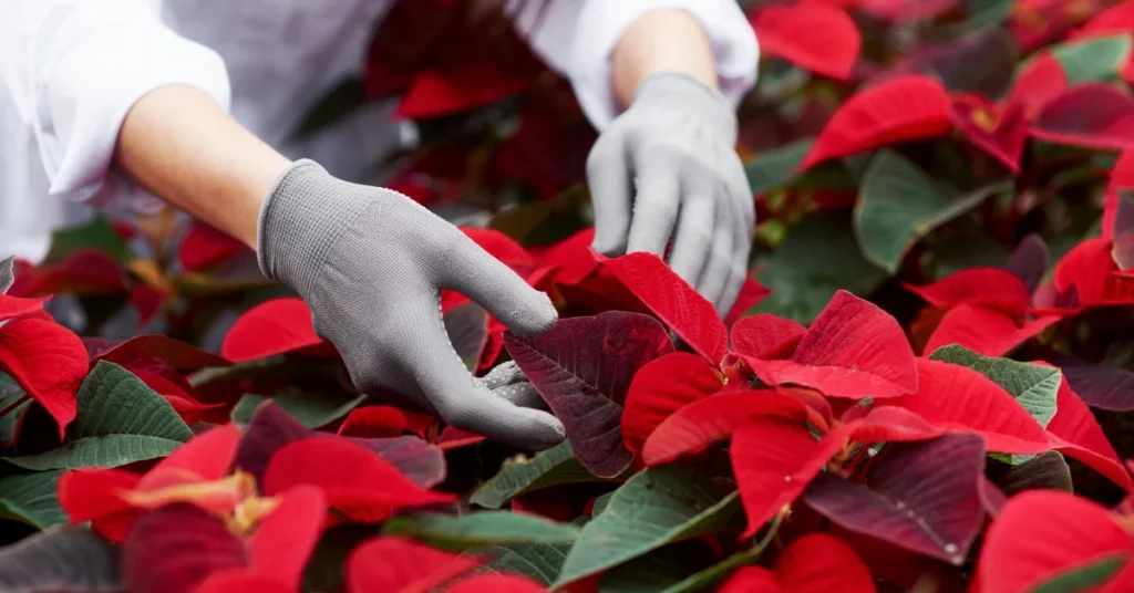 Worker in gloves inspecting red poinsettia bracts in a greenhouse Worker in gloves inspecting red poinsettia bracts in a greenhouse