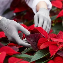 Worker in gloves inspecting red poinsettia bracts in a greenhouse