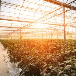 Greenhouses face environmental risks