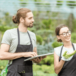 Greenhouse growers in an automated nursery