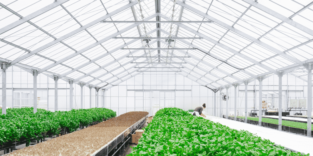 Fire resistant greenhouse structures help thwart damage from wildfires