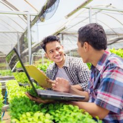 Lush greenhouse interior with rows of thriving green crops, representing NIP Group's GrowPro specialty insurance program