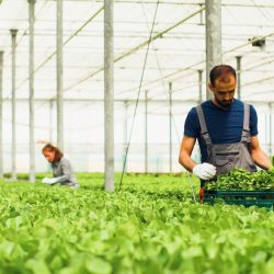 Two workers harvesting leafy greens inside a well-lit greenhouse, surrounded by rows of vibrant green plants. One worker holds a crate filled with freshly picked greens, while the other tends to the plants in the background.